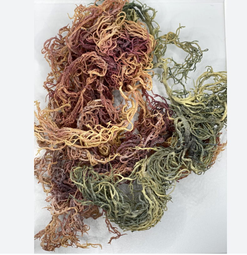 Benefits of Sea Moss for African Americans